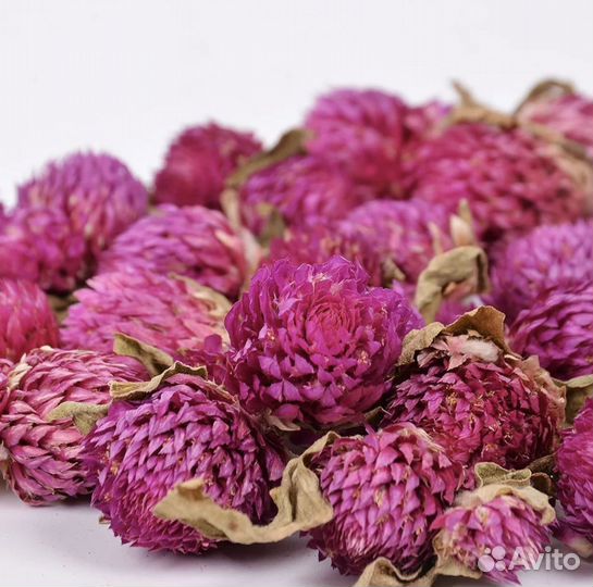 Гомфрена сухоцветы