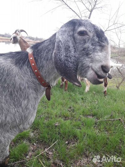 Козье молоко доставка на дом