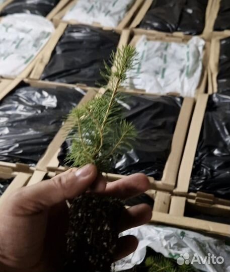Саженцы ели европейской окс от производителя