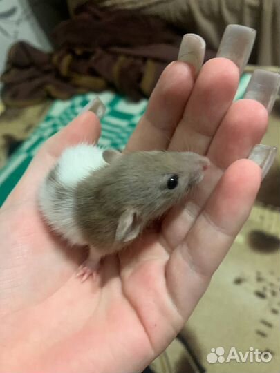 Крыса дамбо бесплатно