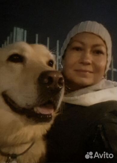 Выгул собак