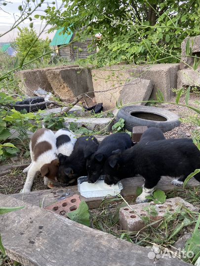 Очень красивые щенки