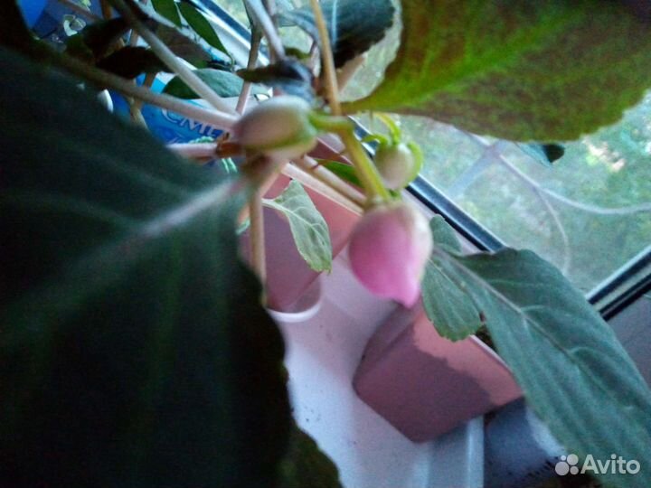 Комнатные цветы