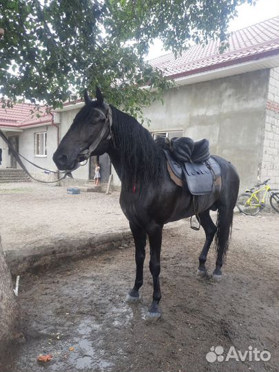 Лошадь жеребец