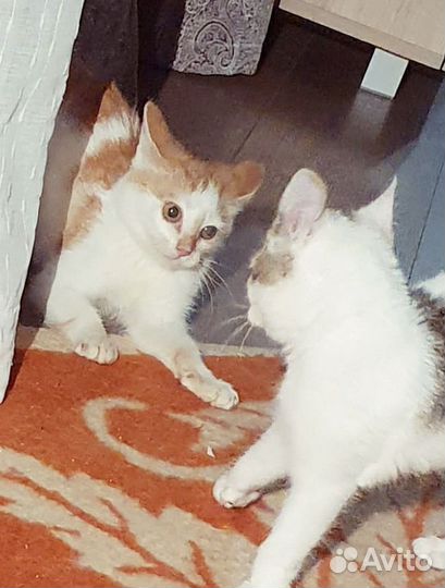 Котенок рыжий чудный мальчик