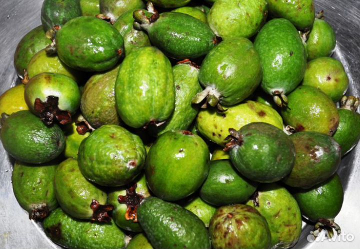 Саженцы Фейхоа абхазский