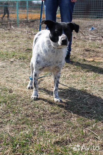 Небольшая собачка в добрые руки