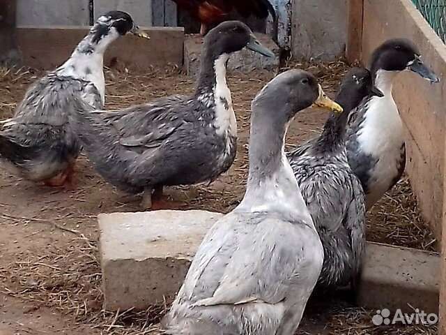 Утки голубой фаворит