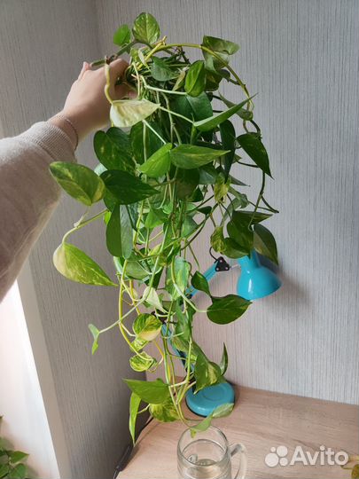 Черенки эпипремнума золотистого