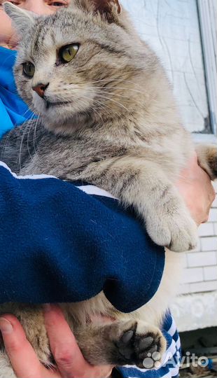 Кот в добрые руки