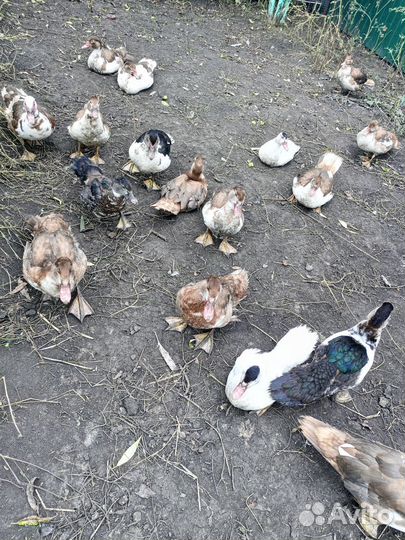 Мускусные утки и петушки