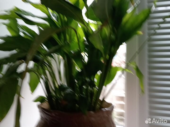 Спатифиллум