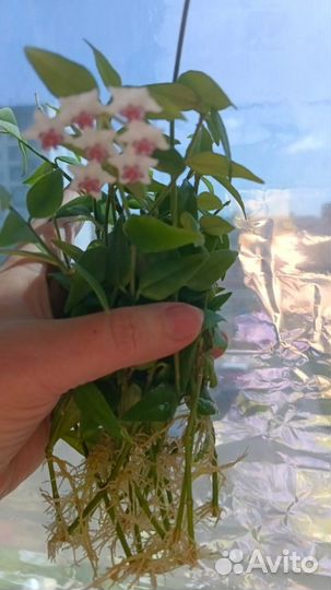 Черенки Хойя Белла