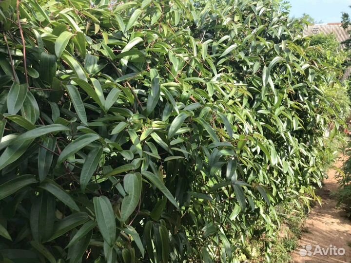 Вечно зелёный Клематис Арманда(armandi)