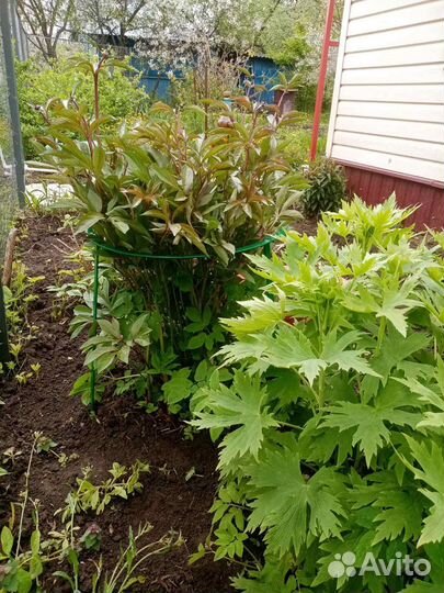 Опора для растений