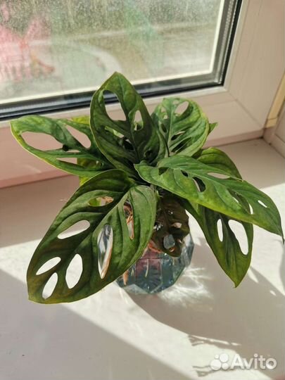 Монстера манки маск/адансона