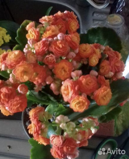 Орхидея Фаленопсис