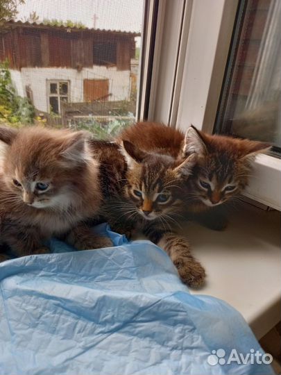 Сибирская кошка бесплатно