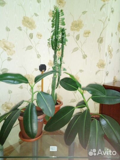 Фикус и молочай