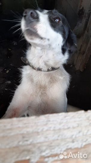 Собака стерилизованная