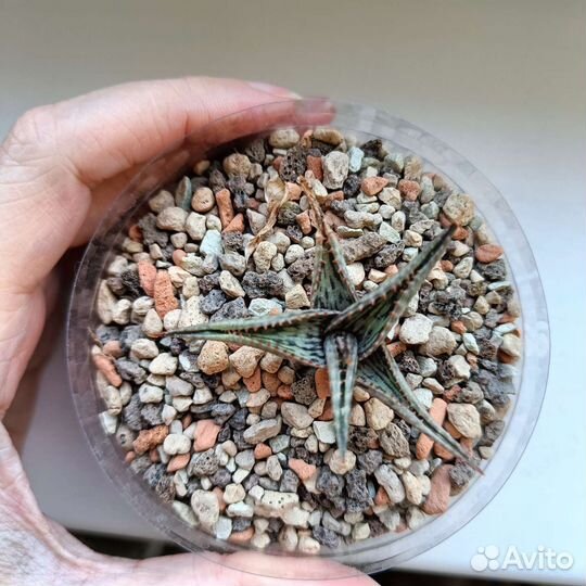 Алоэ сортовое витро