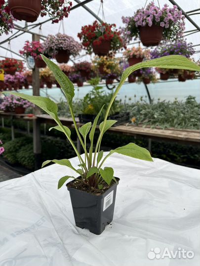 Многолетние цветы оптом