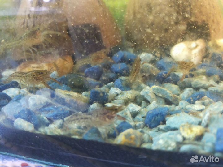 Аквариумные раки