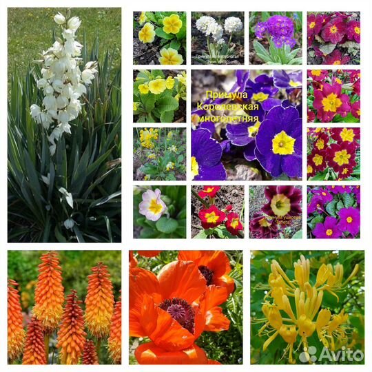 Мак, Книфофия, Примулы, Жимолость, Юкка