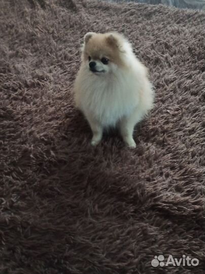 Померанский шпиц вязка кобель