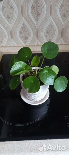 Комнатный цветок пеллея