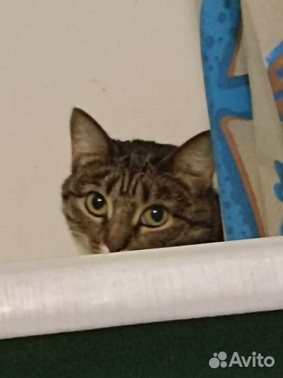 Кошка в добрые руки бесплатно