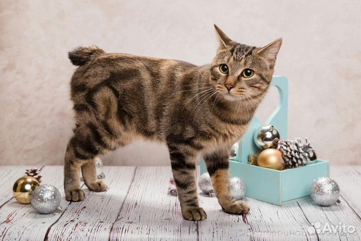 Продаётся кот Курильский бобтейл