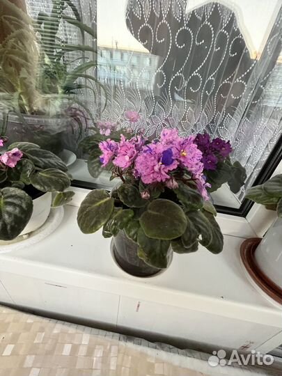 Комнатные растения Фиалки