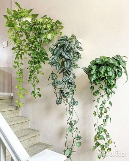 Сциндапсус золотистый