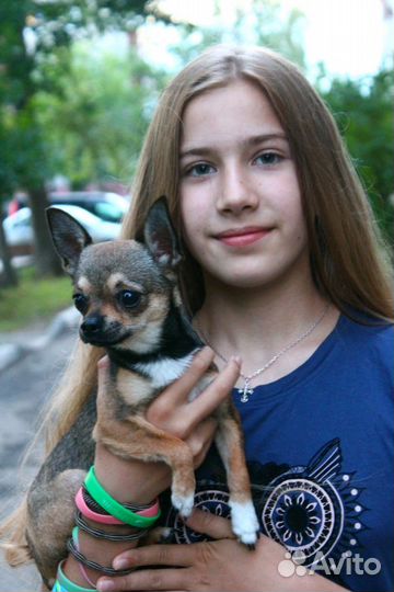 Чихуа вязка