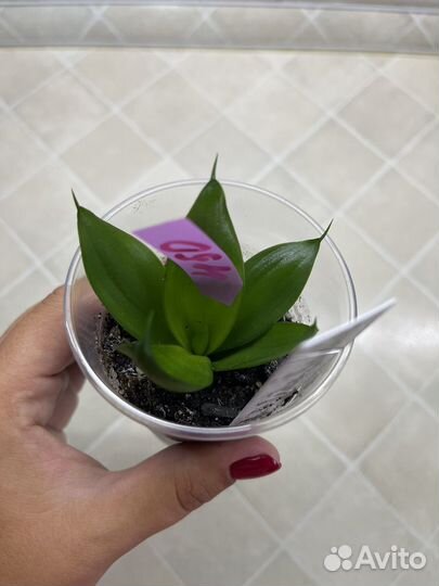 Сансевиерия ханни