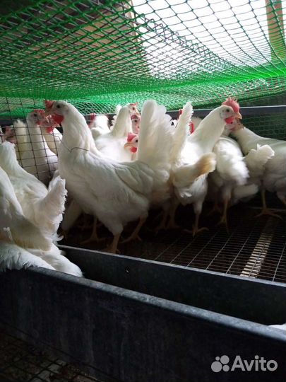 Куры несушки доминант
