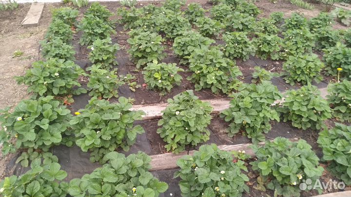 Растения для сада, цветы