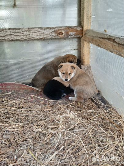 Маленькие собачки щенята в добрые руки,3 мальчика