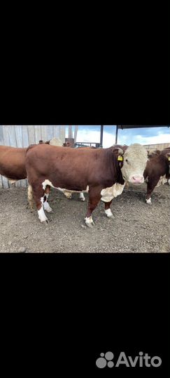 Быки на племя