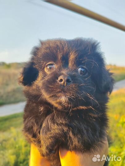 Щенки японского хина