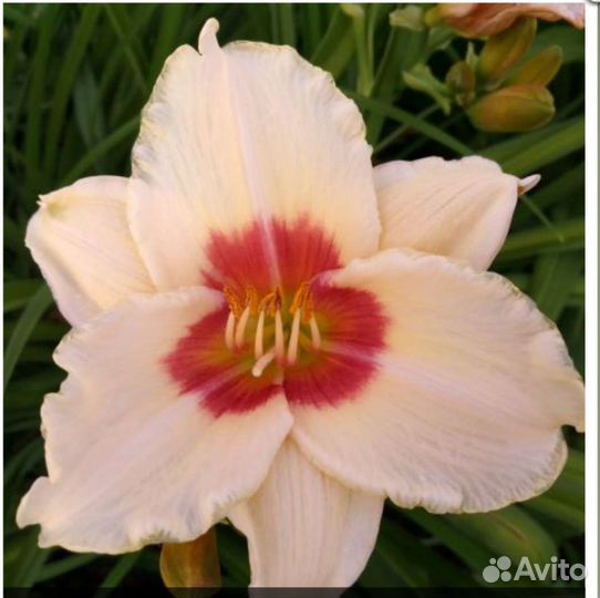 Лилейник Пандорас бокс