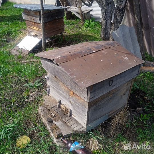 Продаются пчелы вместе с ульями 13 семей