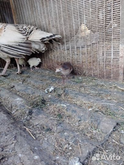 Индюки индюшата