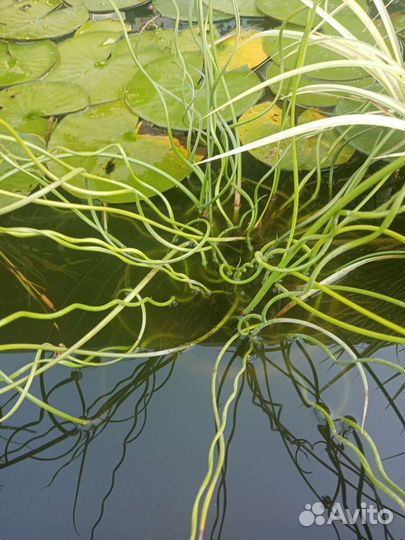 Растения для пруда