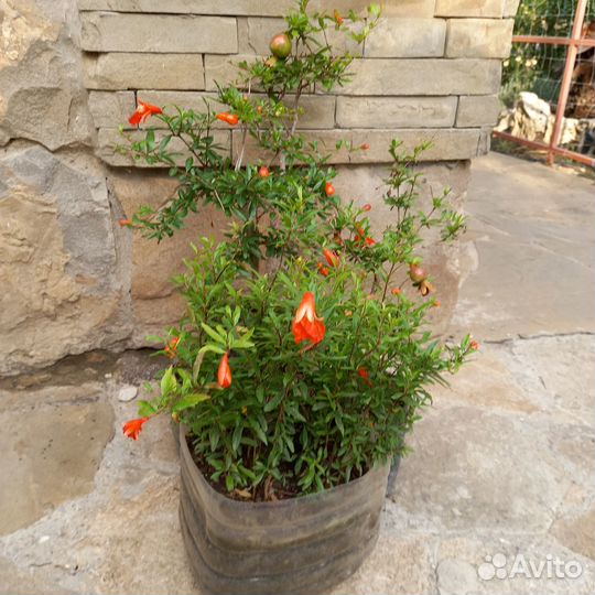 Саженцы комнатного граната