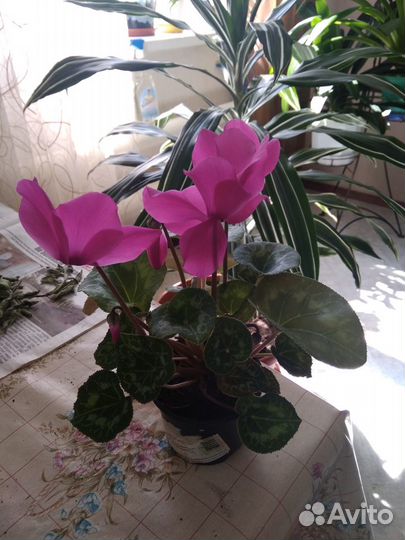 Эсхинантус