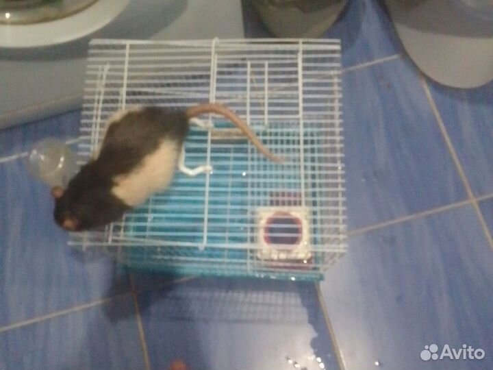 Крыса с клеткой бесплатно