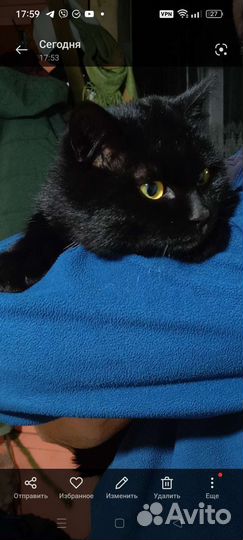 Котята мальчики