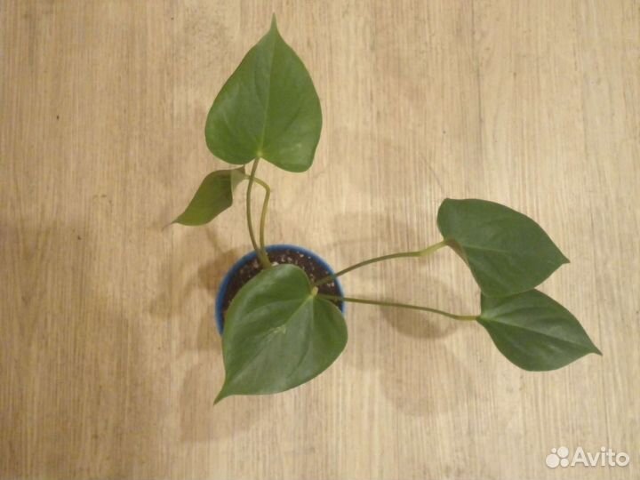 Антуриум андре